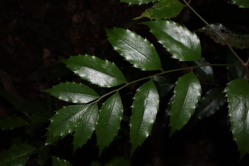Lomatia milnerae photo 3