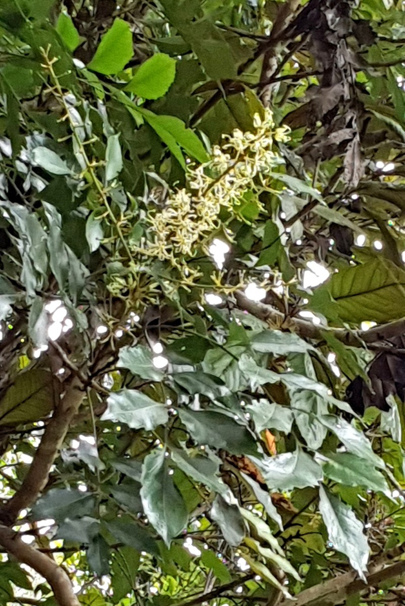 Lomatia milnerae photo 4