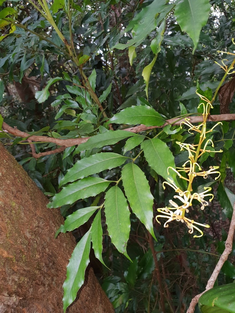 Lomatia milnerae photo 5