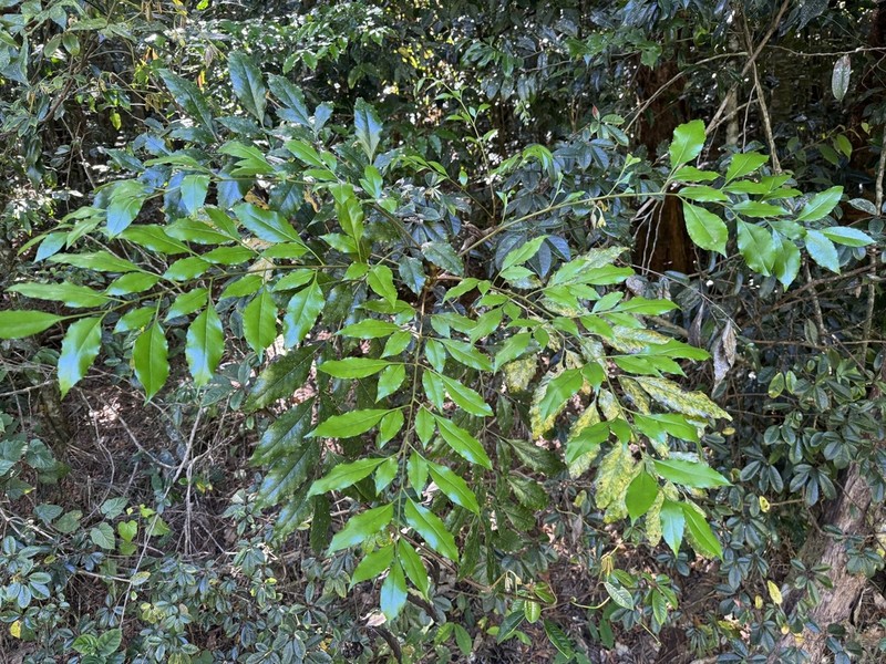 Lomatia milnerae photo 6
