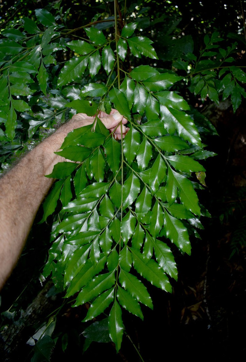 Lomatia milnerae photo 7