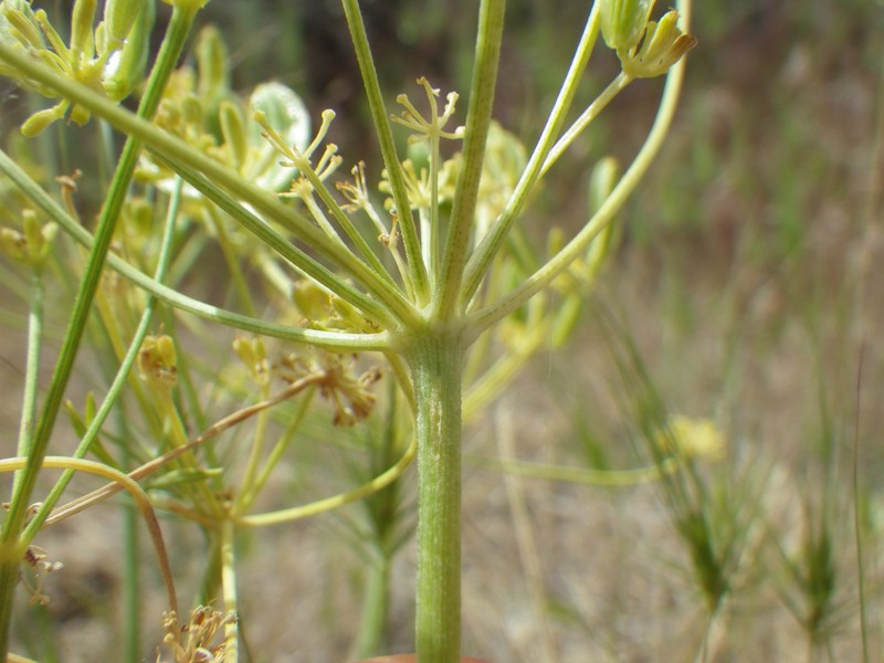 Wyeth Biscuitroot photo 4