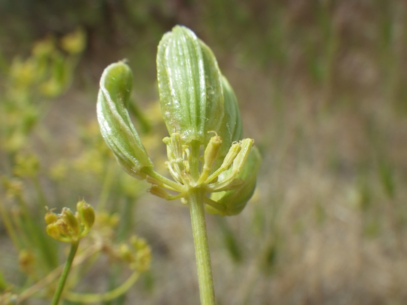 Wyeth Biscuitroot photo 5