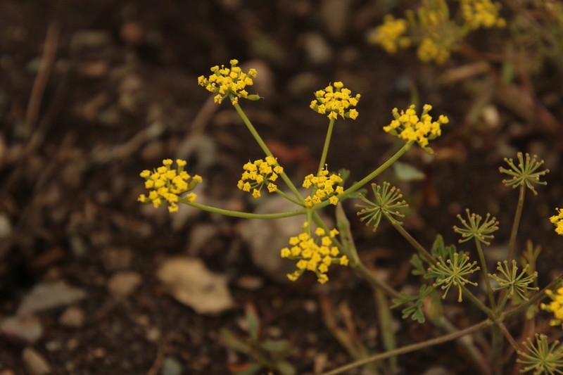 Wyeth Biscuitroot photo 5