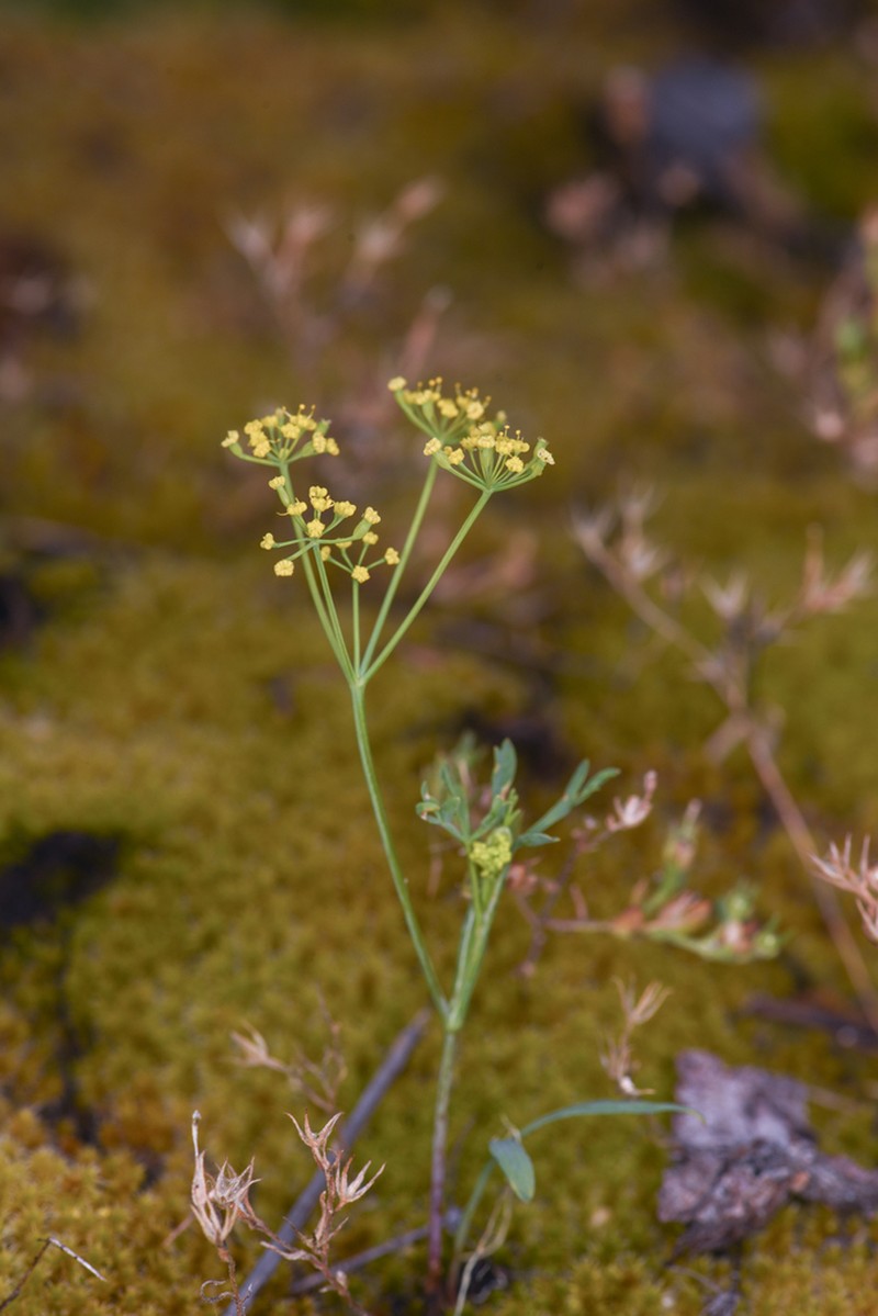 Wyeth Biscuitroot photo 8