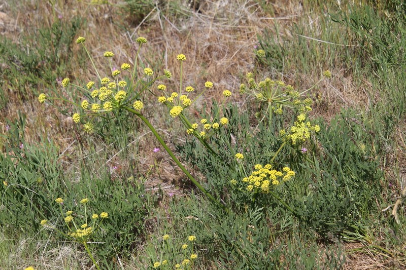 Lomatium andrusianum