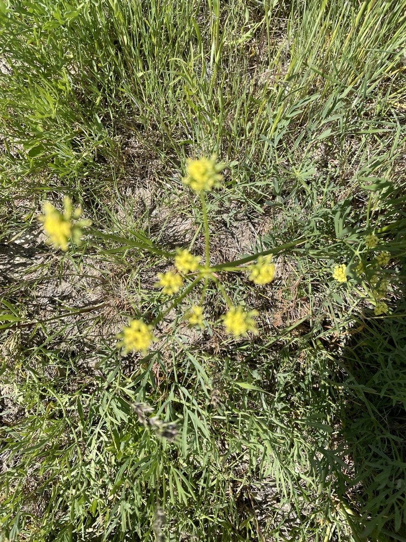 Lomatium andrusianum photo 2