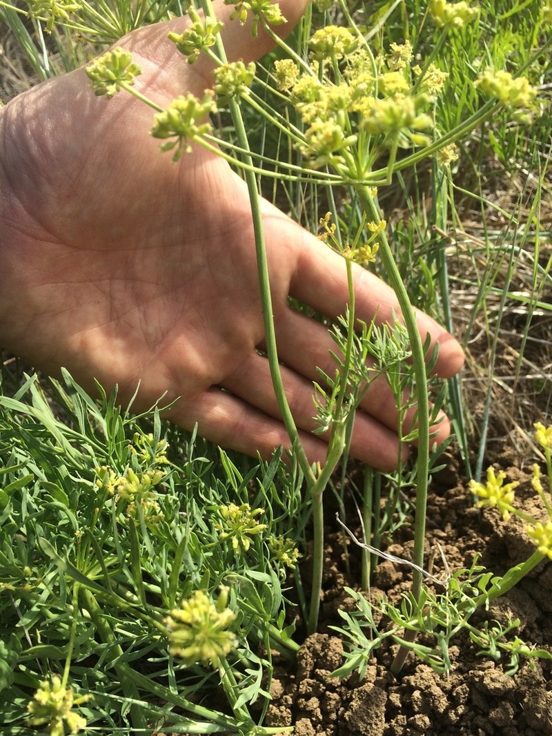 Lomatium andrusianum photo 3
