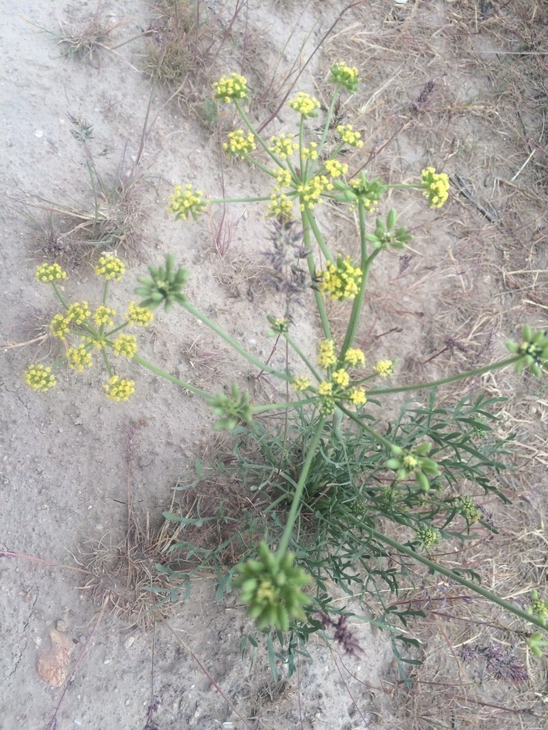 Lomatium andrusianum photo 4