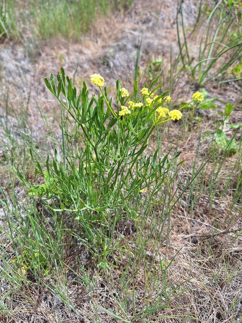 Lomatium andrusianum photo 5
