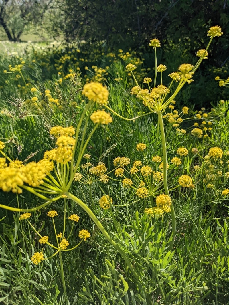 Lomatium andrusianum photo 6