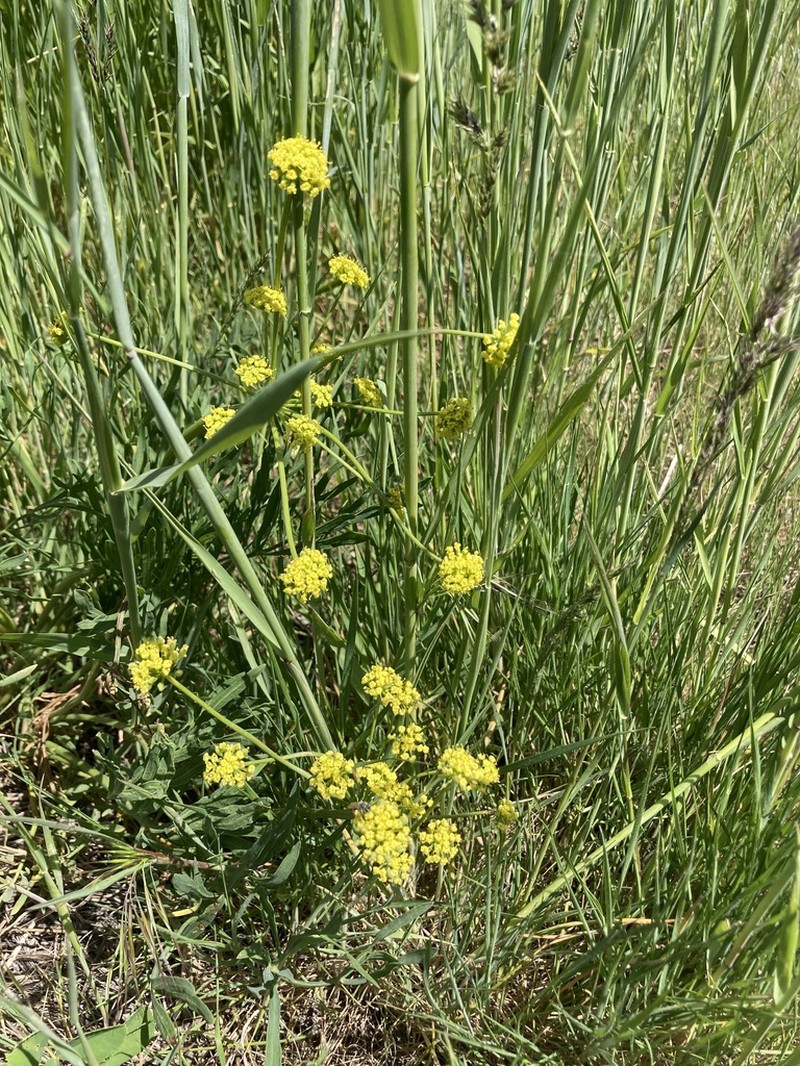 Lomatium andrusianum photo 7