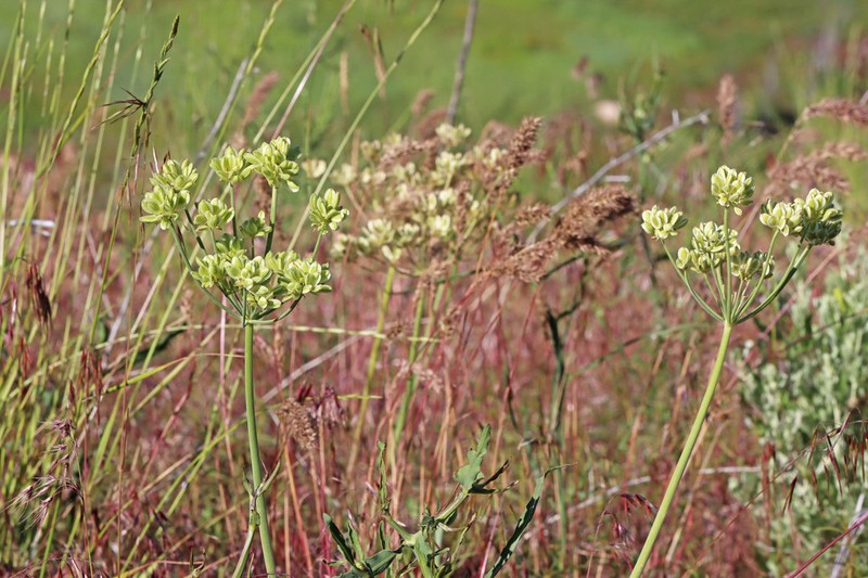 Lomatium andrusianum photo 8