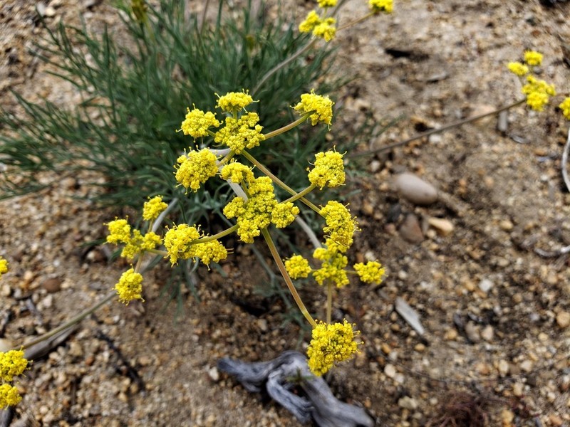 Lomatium anomalum