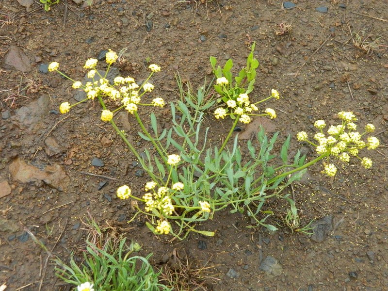 Lomatium anomalum photo 2