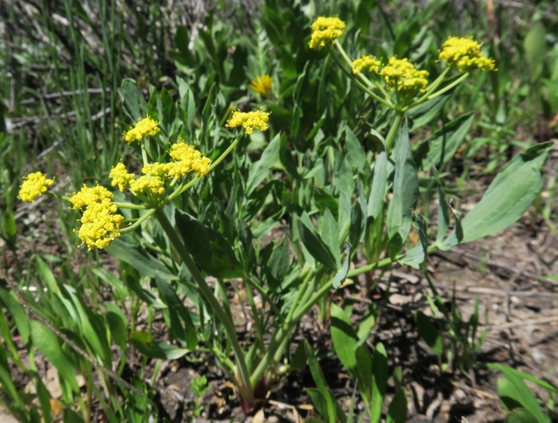 Lomatium anomalum photo 3