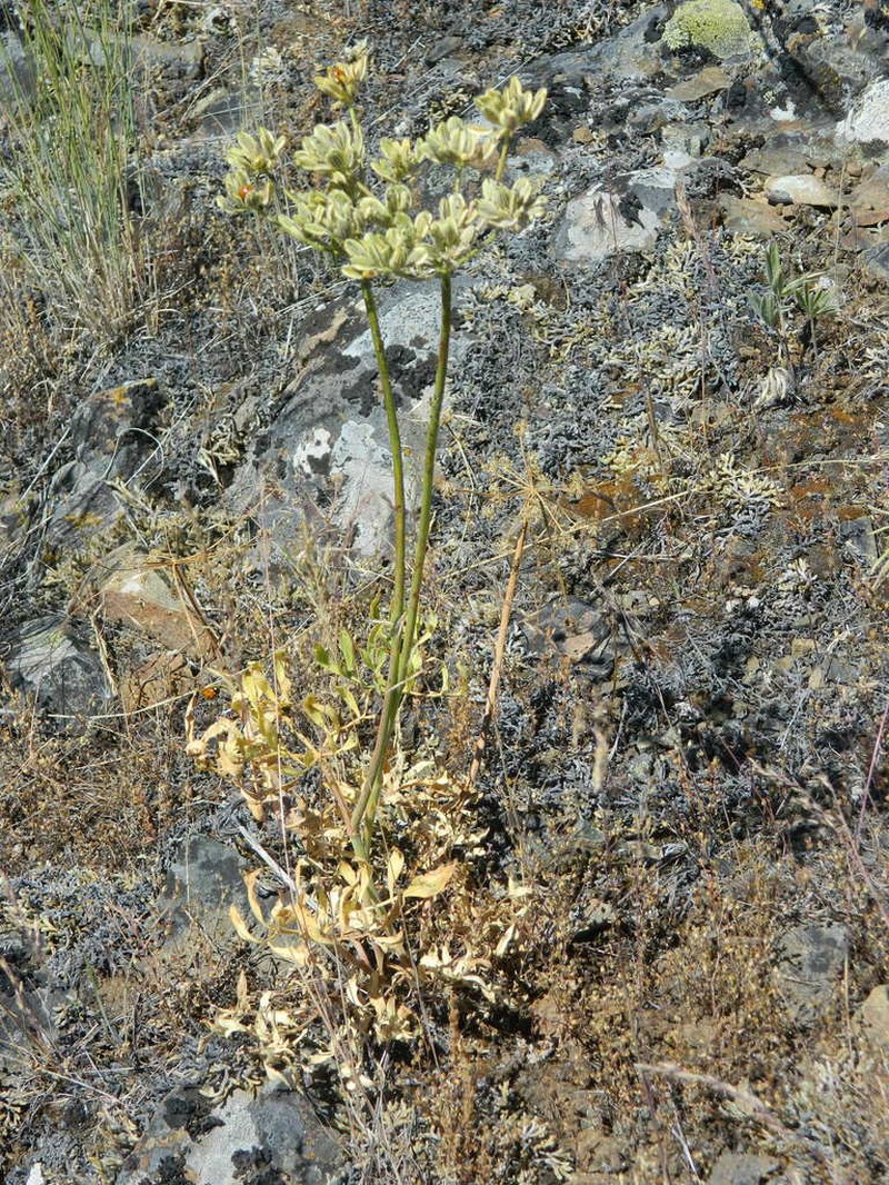 Lomatium anomalum photo 4