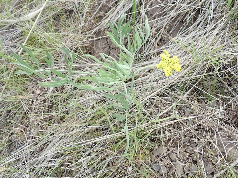 Lomatium anomalum photo 5