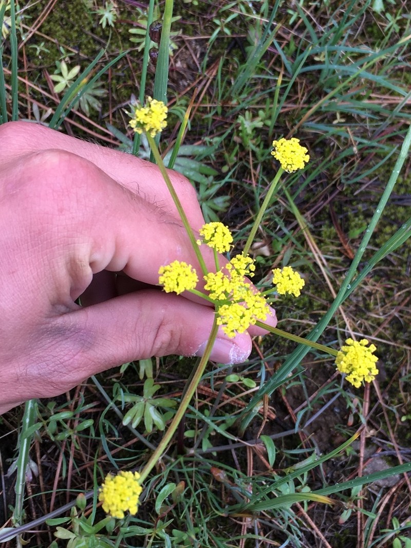 Lomatium anomalum photo 6