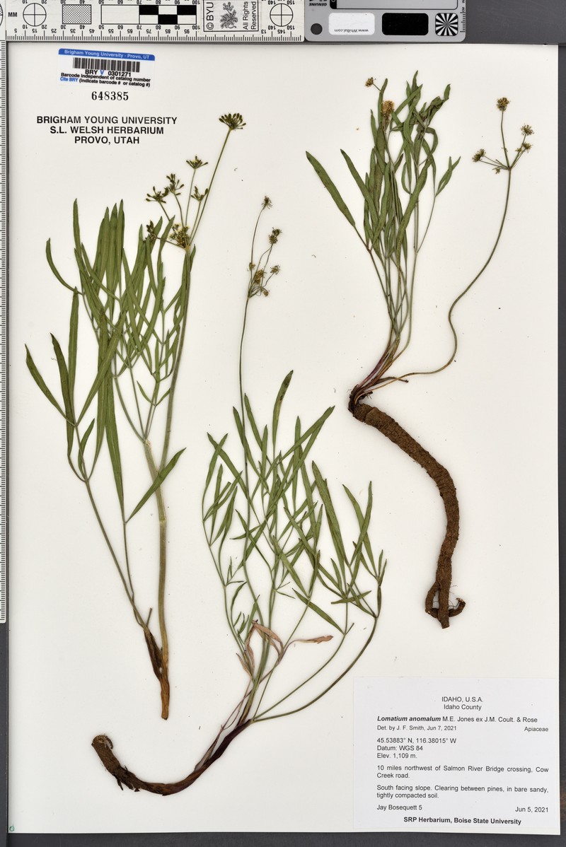 Lomatium anomalum photo 7