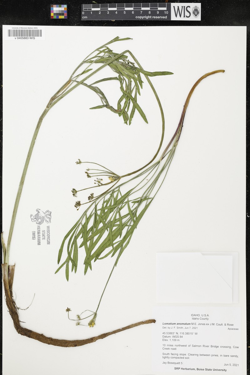 Lomatium anomalum photo 8