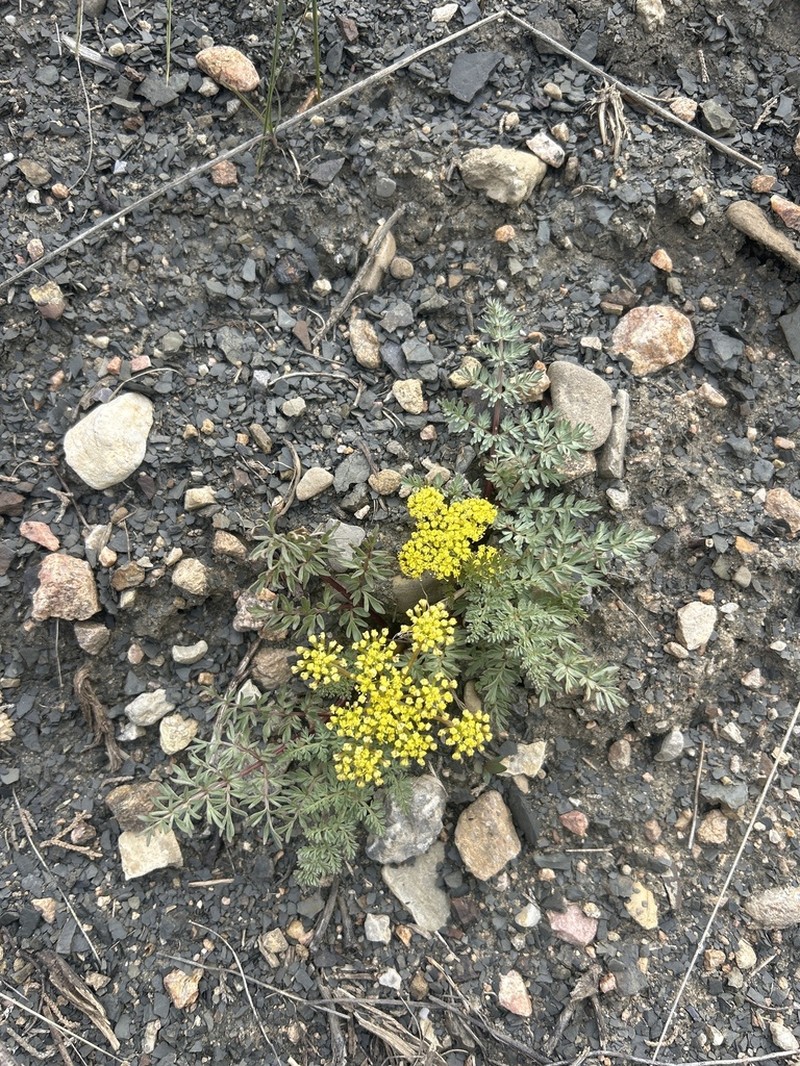 Tapertip Desertparsley
