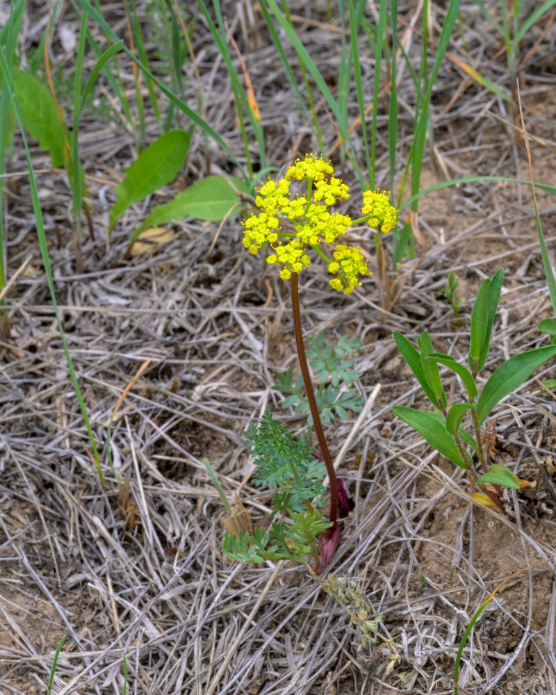 Tapertip Desertparsley photo 5
