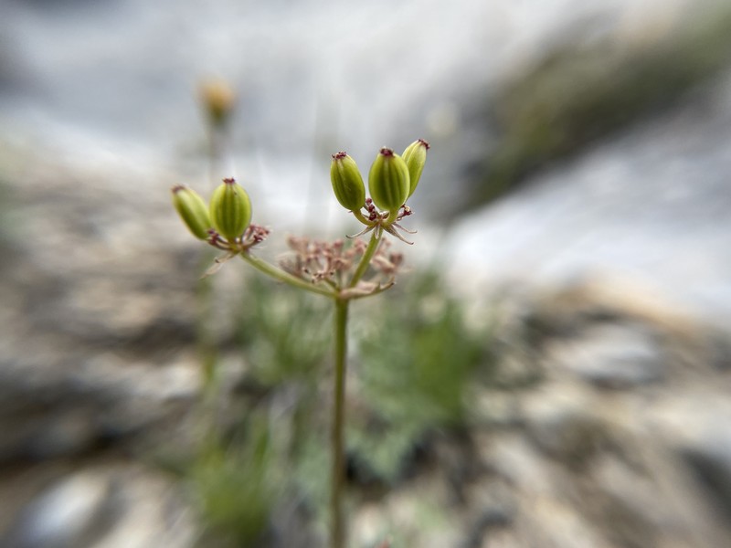 Tapertip Desertparsley photo 6