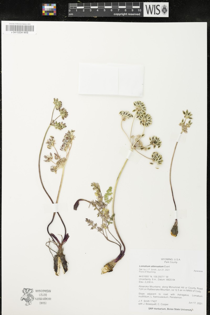Tapertip Desertparsley photo 7