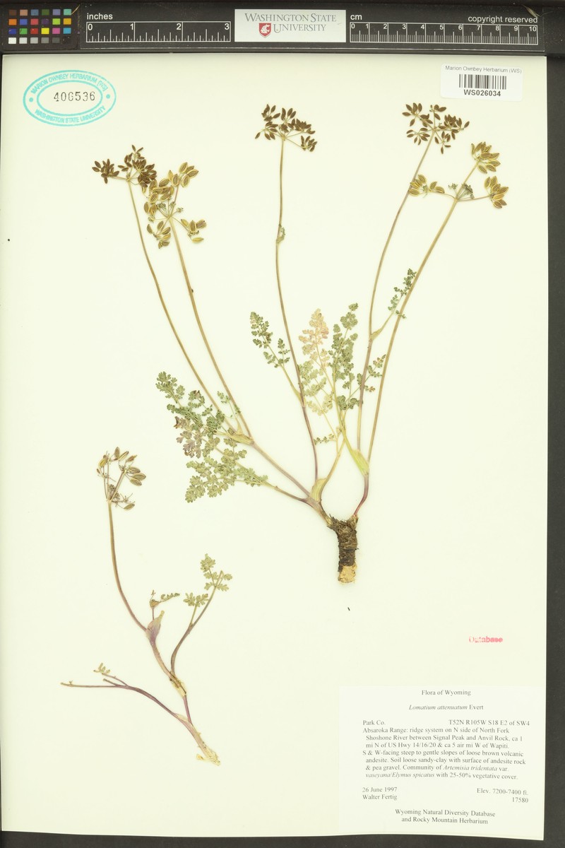 Tapertip Desertparsley photo 8