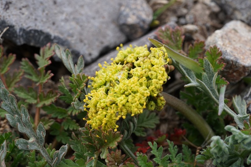 Austin Desertparsley