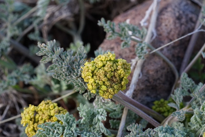 Austin Desertparsley photo 2