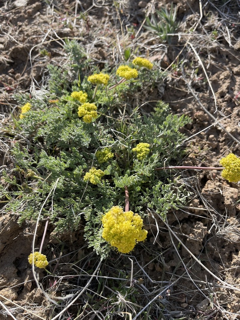 Austin Desertparsley photo 3