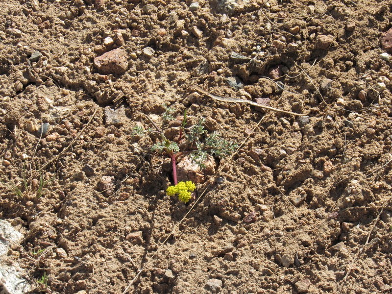 Austin Desertparsley photo 4