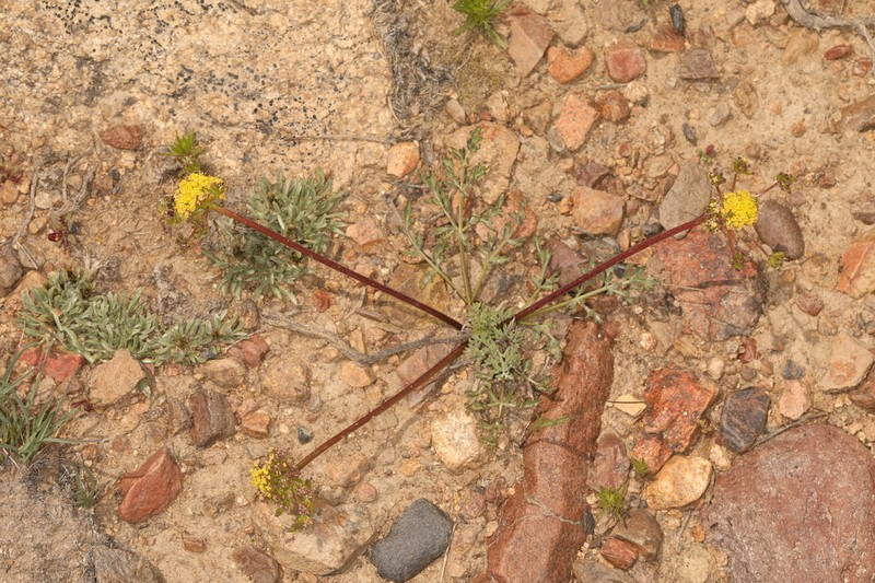 Austin Desertparsley photo 5
