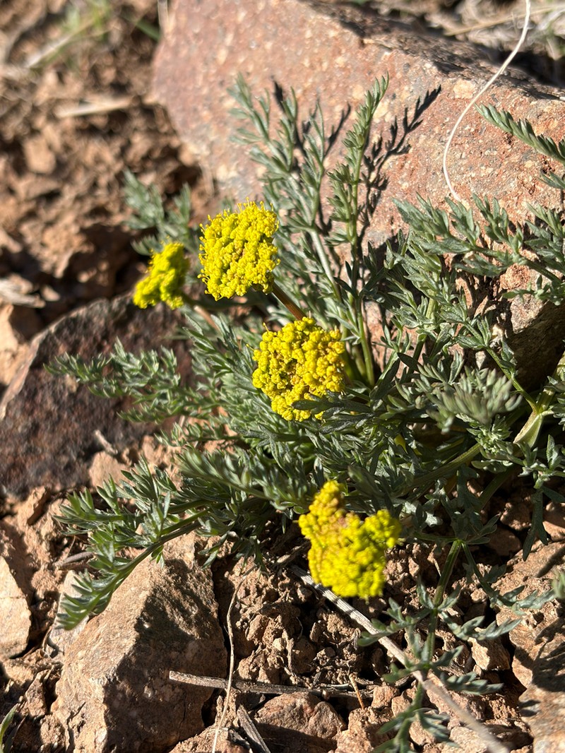Austin Desertparsley photo 7