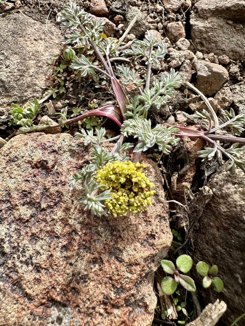 Austin Desertparsley photo 8