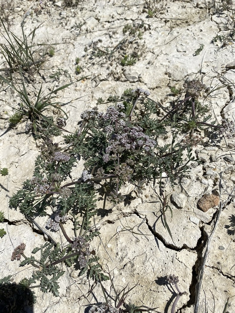 Bentonite Desertparsley