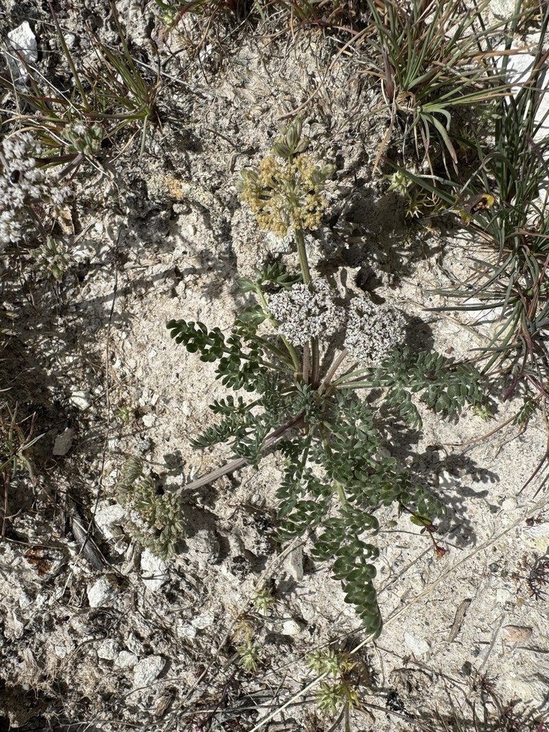 Bentonite Desertparsley photo 2