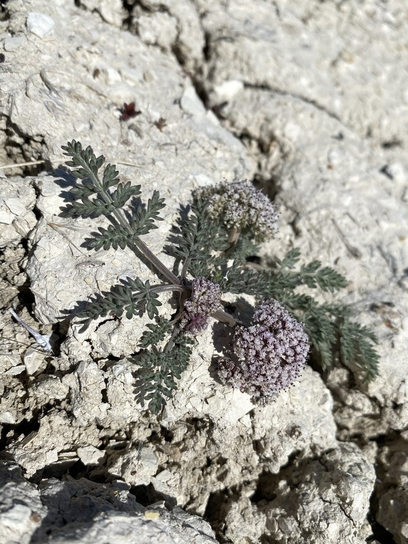 Bentonite Desertparsley photo 3