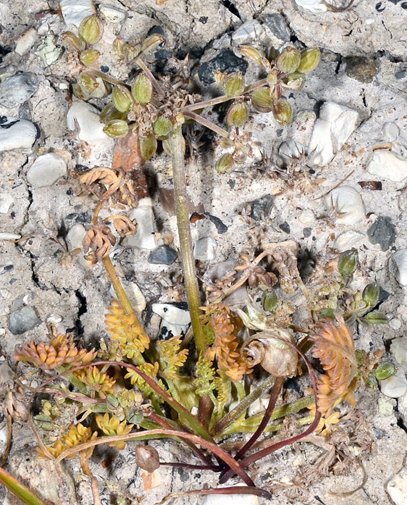 Bentonite Desertparsley photo 4