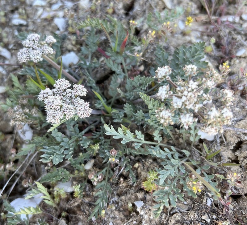 Bentonite Desertparsley photo 5