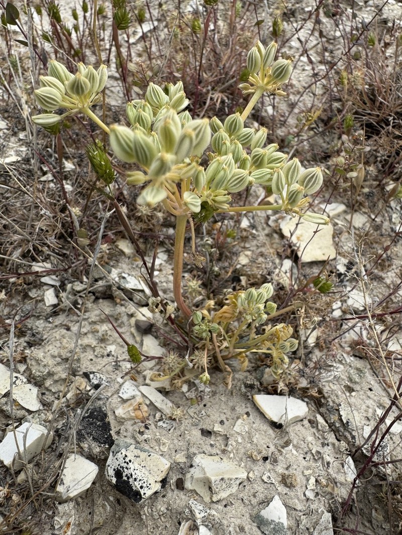 Bentonite Desertparsley photo 6