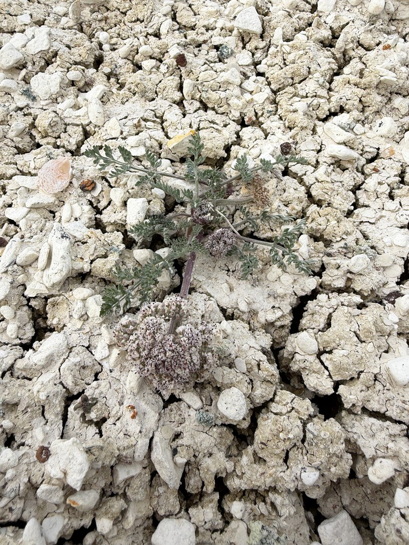 Bentonite Desertparsley photo 7