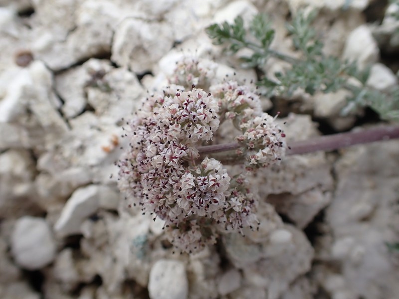 Bentonite Desertparsley photo 8