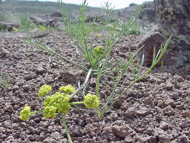 Wasatch Desertparsley