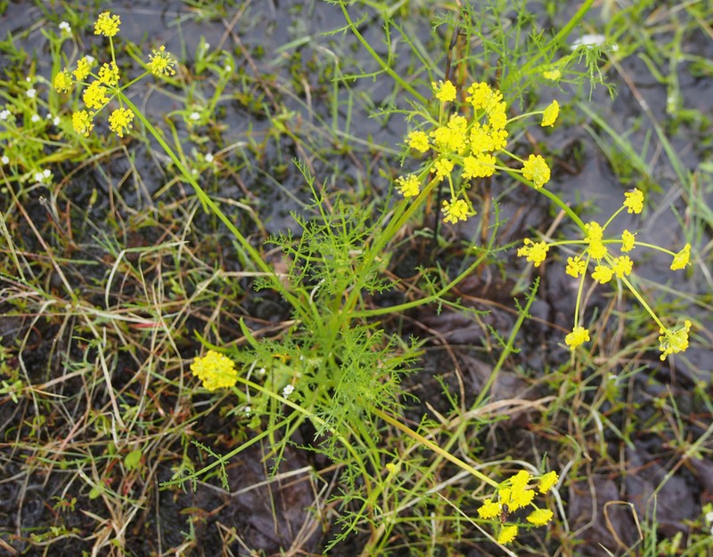 Wasatch Desertparsley photo 2