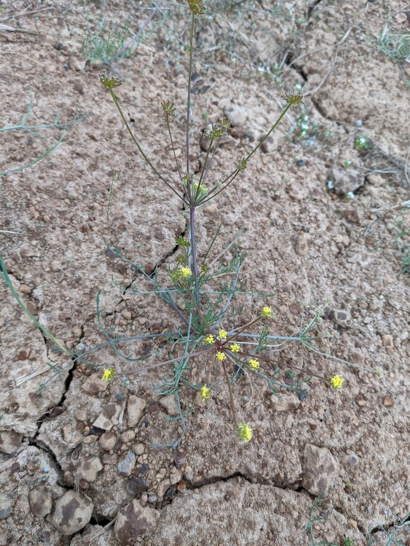 Wasatch Desertparsley photo 3