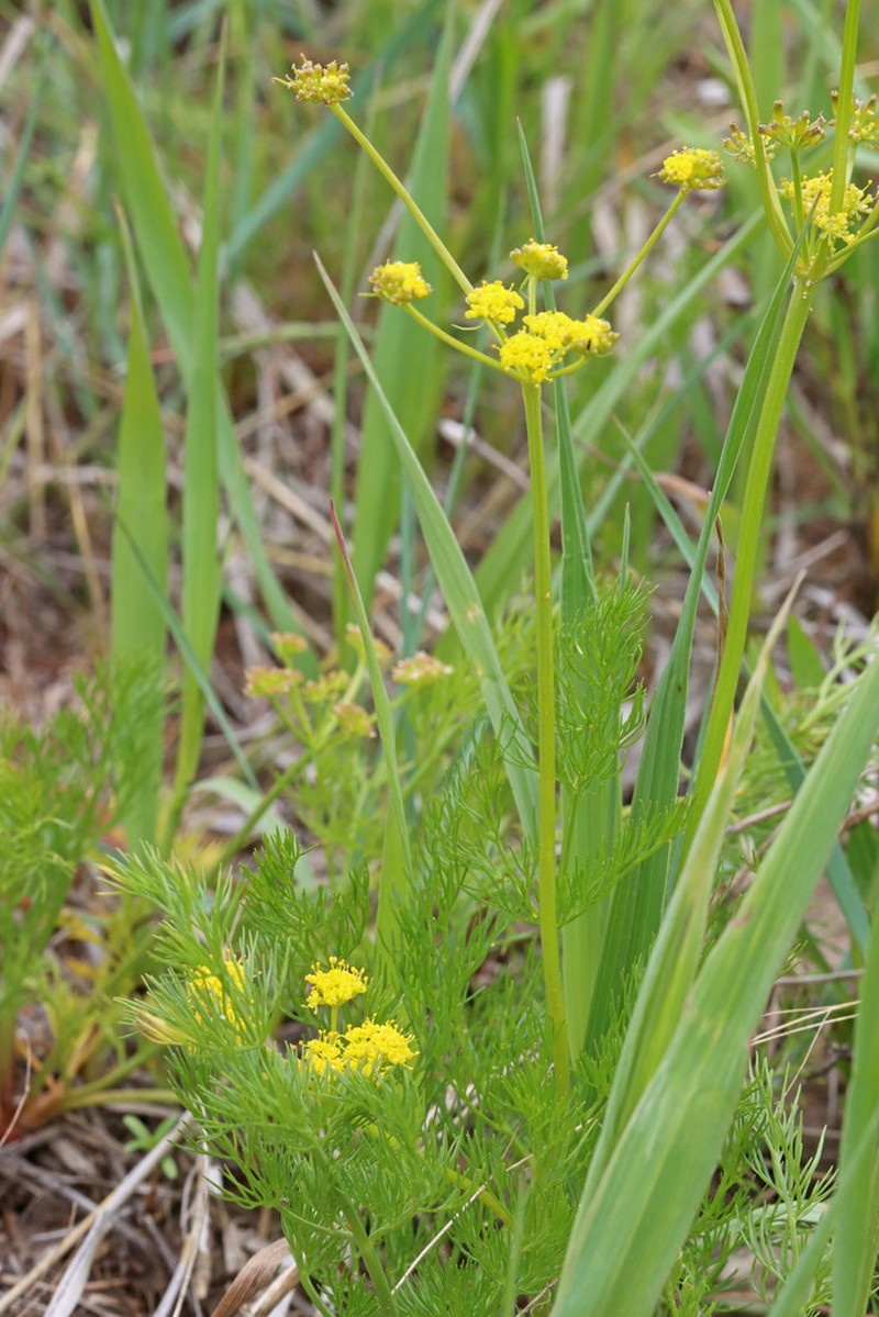 Wasatch Desertparsley photo 4