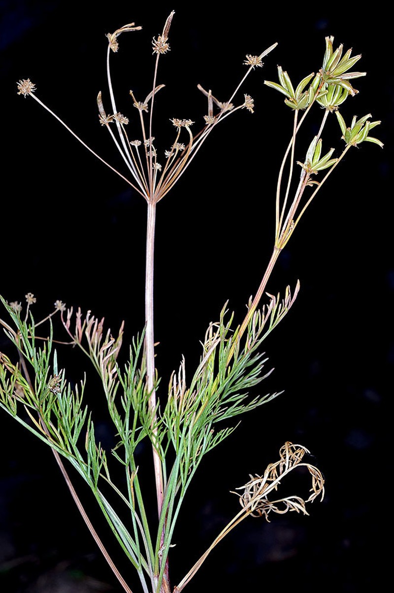 Wasatch Desertparsley photo 5